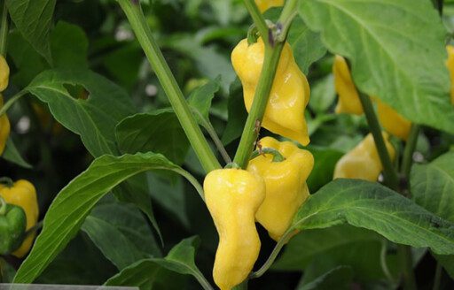 Cultivo de ají: pasos, fertilizantes, plagas y enfermedades