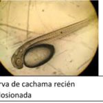Cachama - Cría de la cachama - Beneficios de la cría de la cachama - Cultivo de cachama - Producción de cachama