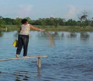 Cachama - Cría de la cachama - Beneficios de la cría de la cachama - Cultivo de cachama - Producción de cachama