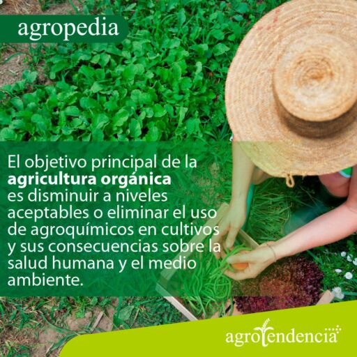 Agricultura orgánica - Persona seleccionando vegetales y el objetivo de la agricultura orgánica