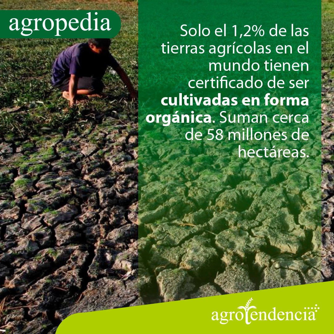 Agricultura orgánica - Persona viendo la tierra labrada