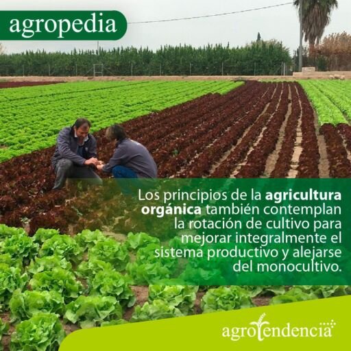 Agricultura orgánica - Personas revisando cultivo de lechuga