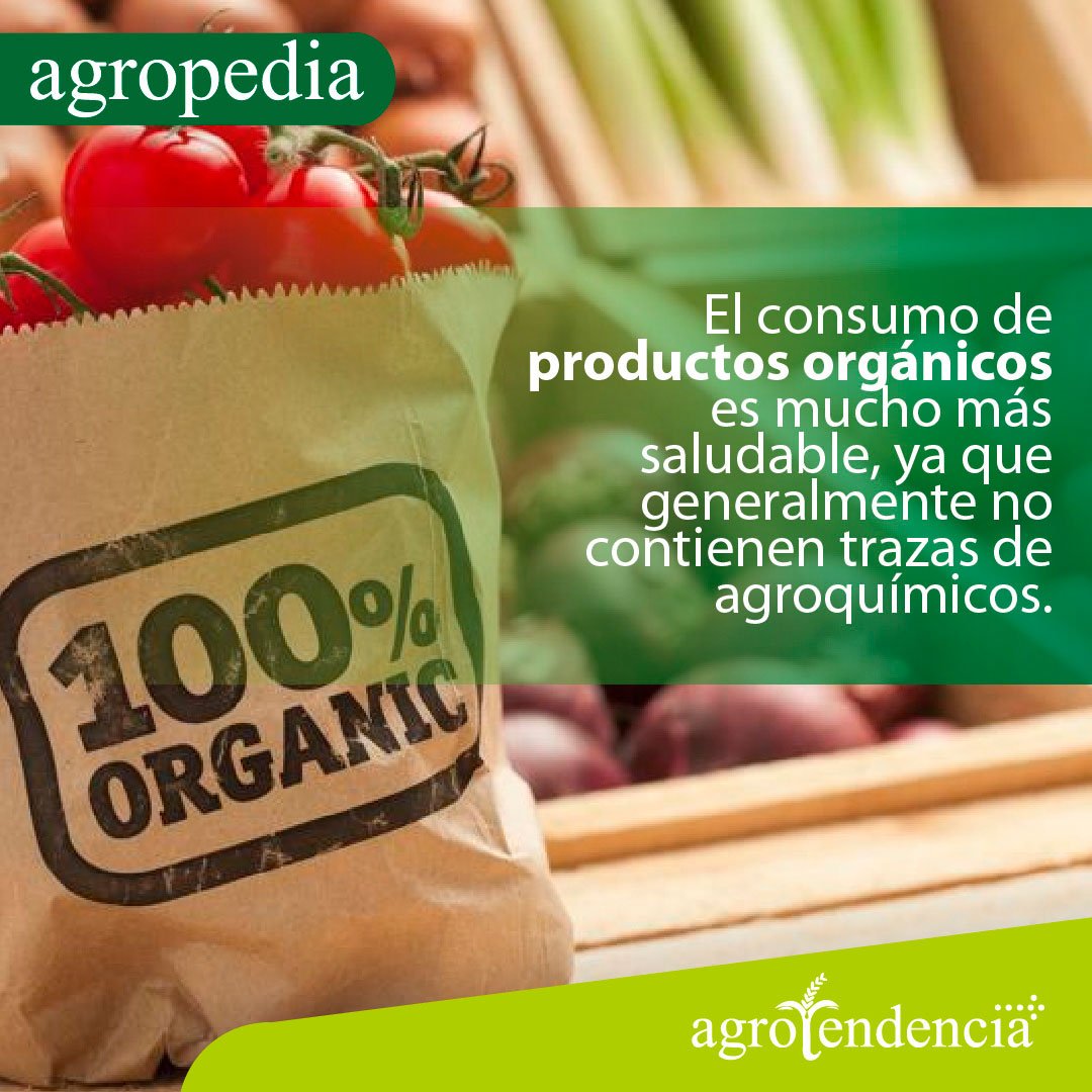 Agricultura orgánica - Una bolsa de papel llena de tomates frescos