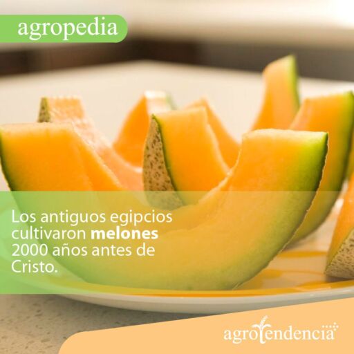 Cultivo de melón - Rebanadas de melón