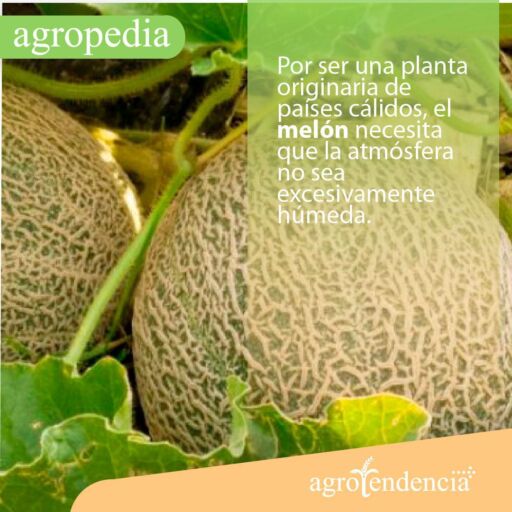 Cultivo de melón - Dos melones en el suelo