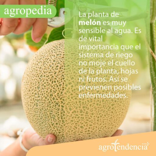 Cultivo de melón - Un melón sostenido por una mano y la otra mano cortando con una tijera su unión con la planta