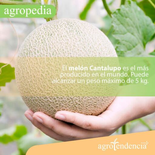 Cultivo de melón - Una mano sosteniendo un melón cantalupo