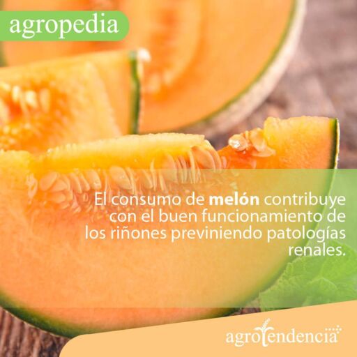 Cultivo de melón - Rodajas grandes de melón