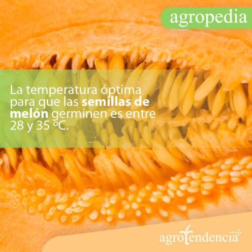 Cultivo de melón - Un melón abierto mostrando sus semillas