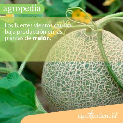 Cultivo de melón - Un melón en el suelo