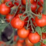agricultura orgánica - cultivo de tomate