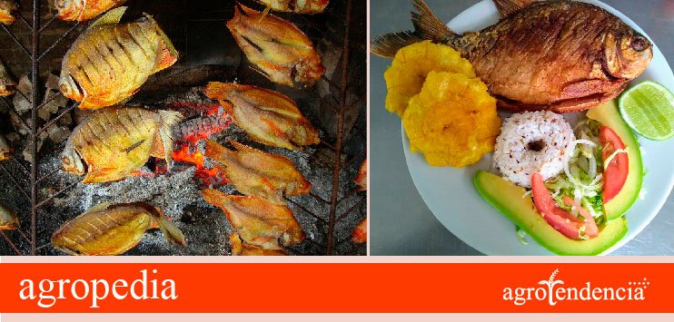 Cachama - Foto izquierda cachamas a la parrilla, foto derecha plato con cachama frita y contornos 
