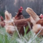 agricultura orgánica - gallinas ponedoras