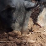 agricultura orgánica - cría de cerdos