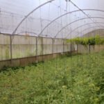 agricultura orgánica - invernadero