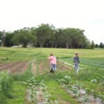 agricultura orgánica - importancia de la agricultura orgánica