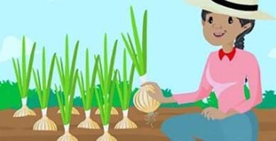cultivo de cebolla - cultivo de cebolla cabezona