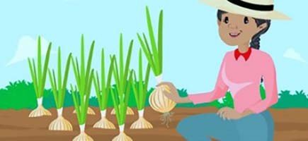 cultivo de cebolla - cultivo de cebolla cabezona