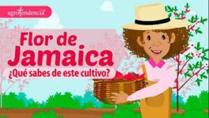 Flor de Jamaica