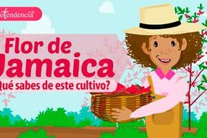 flor de jamaica - beneficios de la flor de jamaica