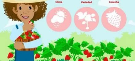 cultivo de fresa - cultivo de fresa orgánica