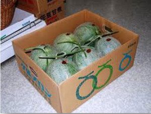 Melón - Cultivo del melón - Manejo del cultivo de melón - Beneficios del melón - Plagas y enfermedades del cultivo de melón - Cosecha del melón - Usos del melón - Variedades de melón