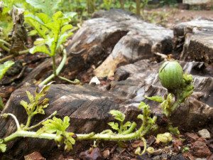 Melón - Cultivo del melón - Manejo del cultivo de melón - Beneficios del melón - Plagas y enfermedades del cultivo de melón - Cosecha del melón - Usos del melón - Variedades de melón