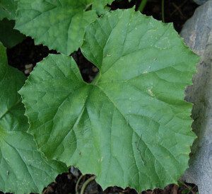 Melón - Cultivo del melón - Manejo del cultivo de melón - Beneficios del melón - Plagas y enfermedades del cultivo de melón - Cosecha del melón - Usos del melón - Variedades de melón
