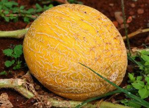 Melón - Cultivo del melón - Manejo del cultivo de melón - Beneficios del melón - Plagas y enfermedades del cultivo de melón - Cosecha del melón - Usos del melón - Variedades de melón