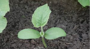 Melón - Cultivo del melón - Manejo del cultivo de melón - Beneficios del melón - Plagas y enfermedades del cultivo de melón - Cosecha del melón - Usos del melón - Variedades de melón
