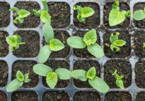 Melón - Cultivo del melón - Manejo del cultivo de melón - Beneficios del melón - Plagas y enfermedades del cultivo de melón - Cosecha del melón - Usos del melón - Variedades de melón