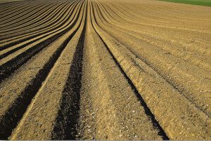 Melón - Cultivo del melón - Manejo del cultivo de melón - Beneficios del melón - Plagas y enfermedades del cultivo de melón - Cosecha del melón - Usos del melón - Variedades de melón