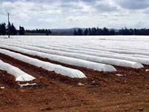 Melón - Cultivo del melón - Manejo del cultivo de melón - Beneficios del melón - Plagas y enfermedades del cultivo de melón - Cosecha del melón - Usos del melón - Variedades de melón