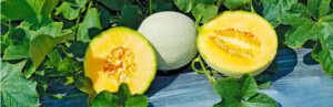Melón - Cultivo del melón - Manejo del cultivo de melón - Beneficios del melón - Plagas y enfermedades del cultivo de melón - Cosecha del melón - Usos del melón - Variedades de melón