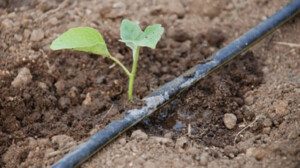 Melón - Cultivo del melón - Manejo del cultivo de melón - Beneficios del melón - Plagas y enfermedades del cultivo de melón - Cosecha del melón - Usos del melón - Variedades de melón
