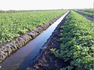 Melón - Cultivo del melón - Manejo del cultivo de melón - Beneficios del melón - Plagas y enfermedades del cultivo de melón - Cosecha del melón - Usos del melón - Variedades de melón