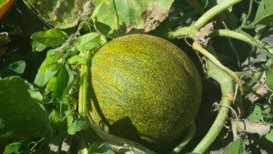 Melón - Cultivo del melón - Manejo del cultivo de melón - Beneficios del melón - Plagas y enfermedades del cultivo de melón - Cosecha del melón - Usos del melón - Variedades de melón
