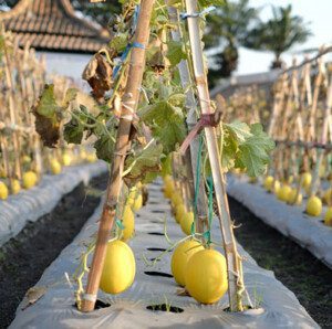 Melón - Cultivo del melón - Manejo del cultivo de melón - Beneficios del melón - Plagas y enfermedades del cultivo de melón - Cosecha del melón - Usos del melón - Variedades de melón