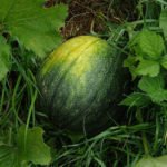 Melón - Cultivo del melón - Manejo del cultivo de melón - Beneficios del melón - Plagas y enfermedades del cultivo de melón - Cosecha del melón - Usos del melón - Variedades de melón