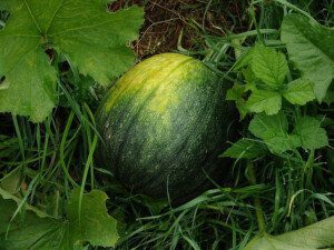 Melón - Cultivo del melón - Manejo del cultivo de melón - Beneficios del melón - Plagas y enfermedades del cultivo de melón - Cosecha del melón - Usos del melón - Variedades de melón