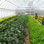 Agricultura orgánica - Importancia de la agricultura orgánica - beneficios de la agricultura orgánica