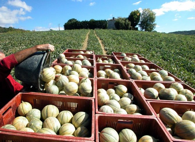 cestas plásticas con melones cosechados del campo