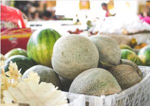 Melón - Cultivo del melón - Manejo del cultivo de melón - Beneficios del melón - Plagas y enfermedades del cultivo de melón - Cosecha del melón - Usos del melón - Variedades de melón
