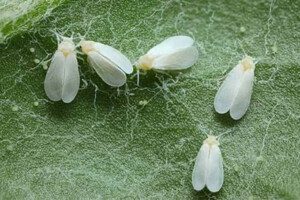 Melón - Cultivo del melón - Manejo del cultivo de melón - Beneficios del melón - Plagas y enfermedades del cultivo de melón - Cosecha del melón - Usos del melón - Variedades de melón