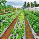 Agricultura orgánica - Cultivos