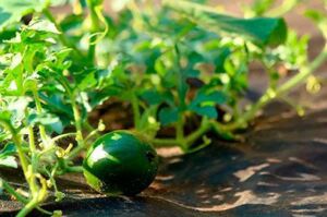 Como cultivar melón: manejo, fases, plagas y enfermedades