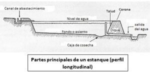 Cachama - Cría de la cachama - Beneficios de la cría de la cachama - Cultivo de cachama - Producción de cachama