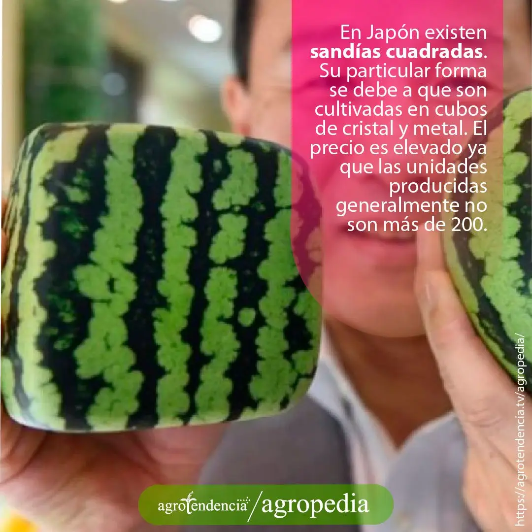 Patilla - Hombre mostrando una sandía cuadrada