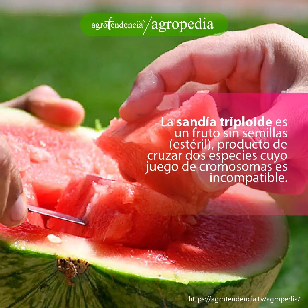 Patilla - Manos trazando una sandía