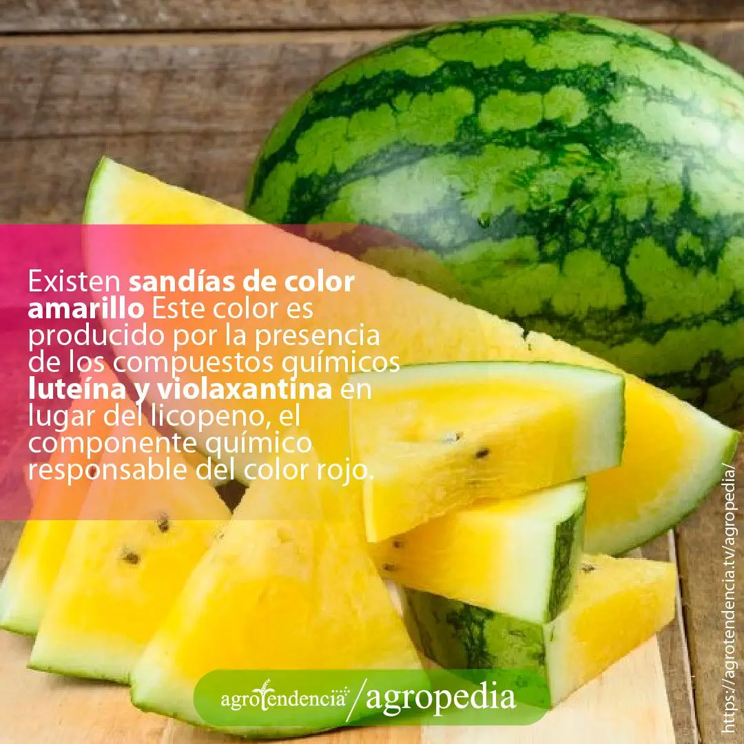 Una patilla amarilla en trozos